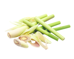 Drumsticks Cultivation