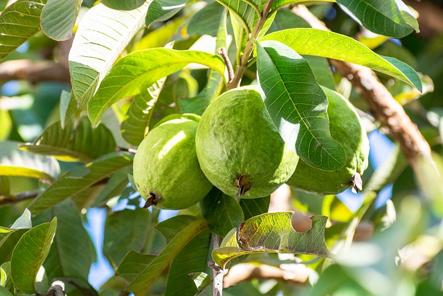 Guava