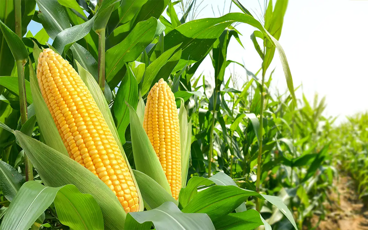 Corn
