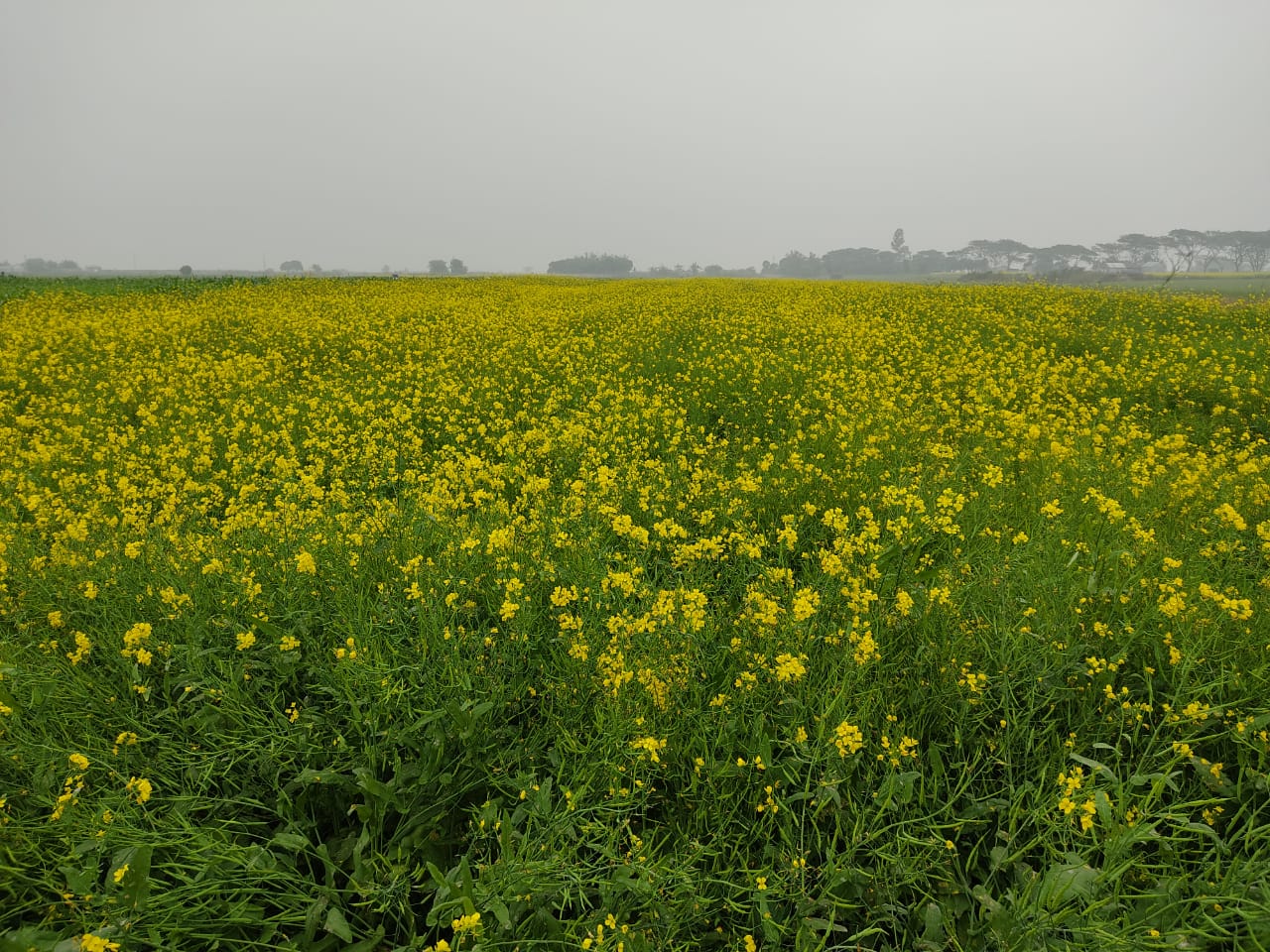 Oilseed
