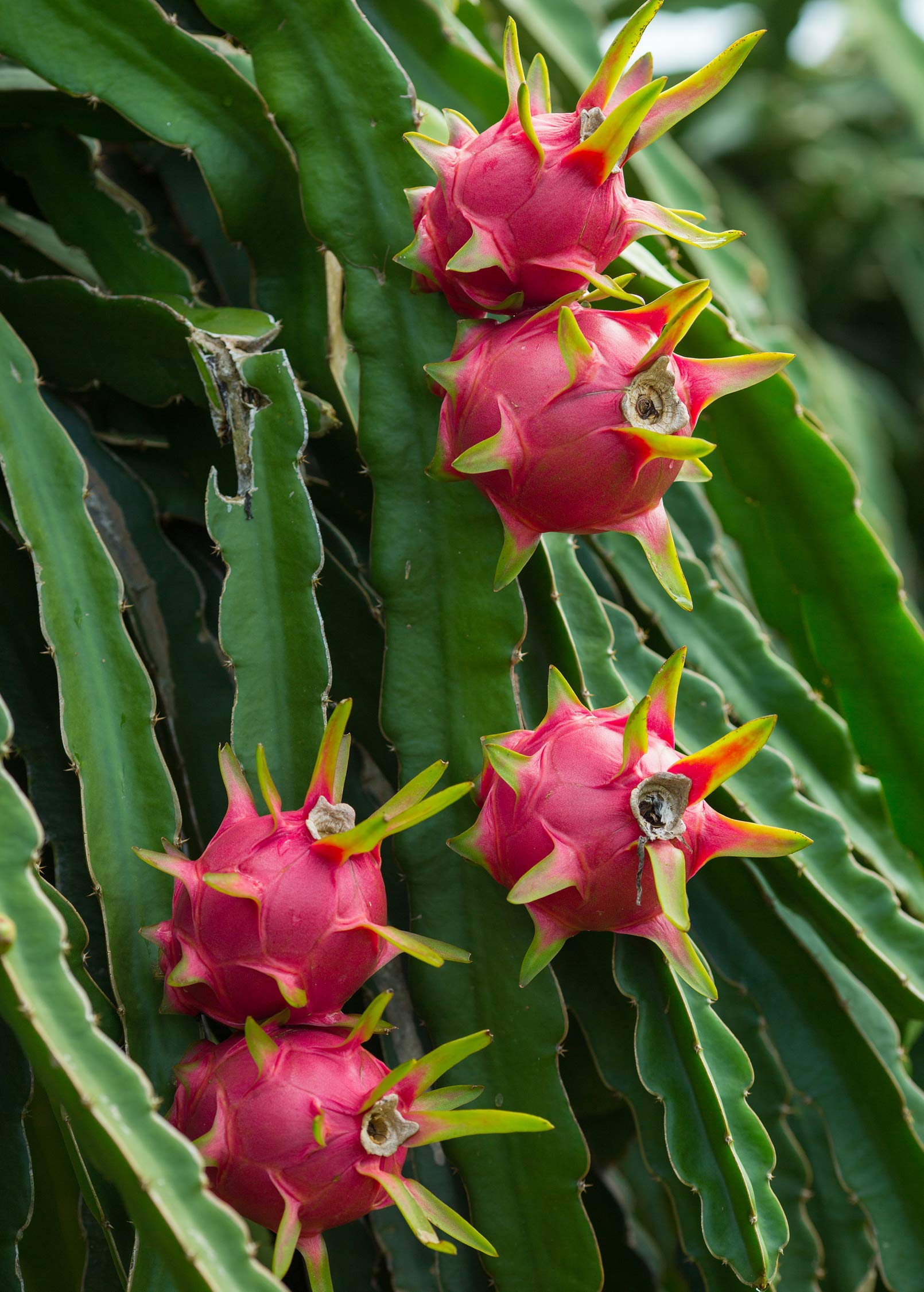 Dragon Fruit