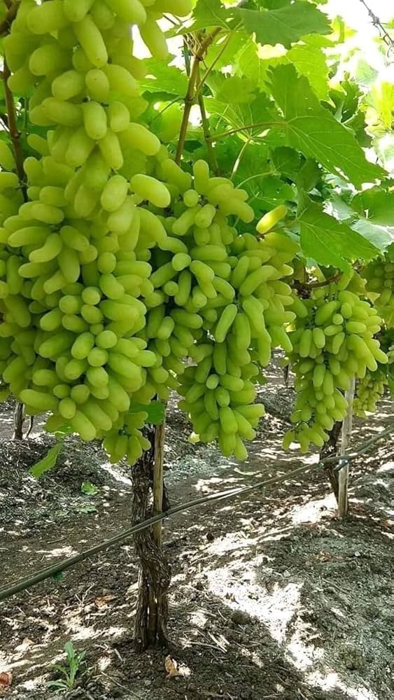 Grapes