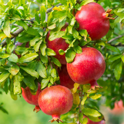 Pomegranate