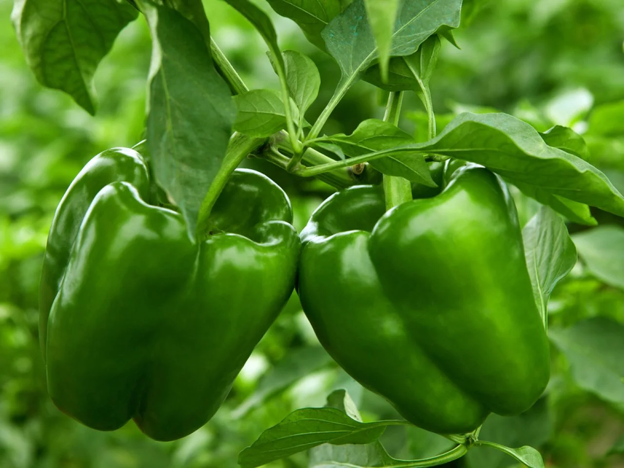 Capsicum
